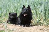 SCHIPPERKE 629